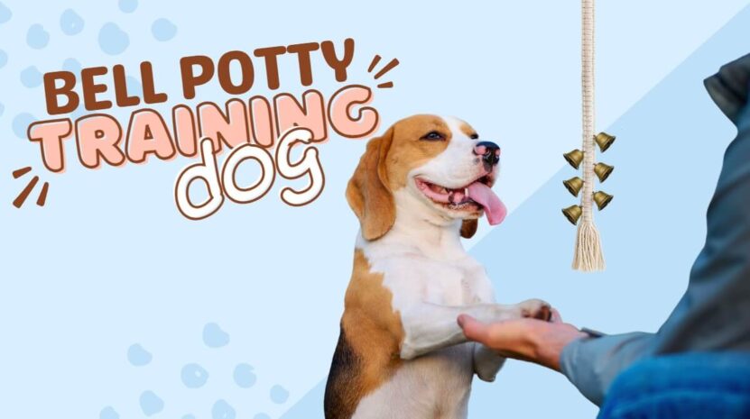 Dog Bell Potty Training